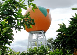 Big Orange, Harvey