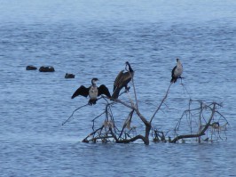 Belvidere Beach, Australind